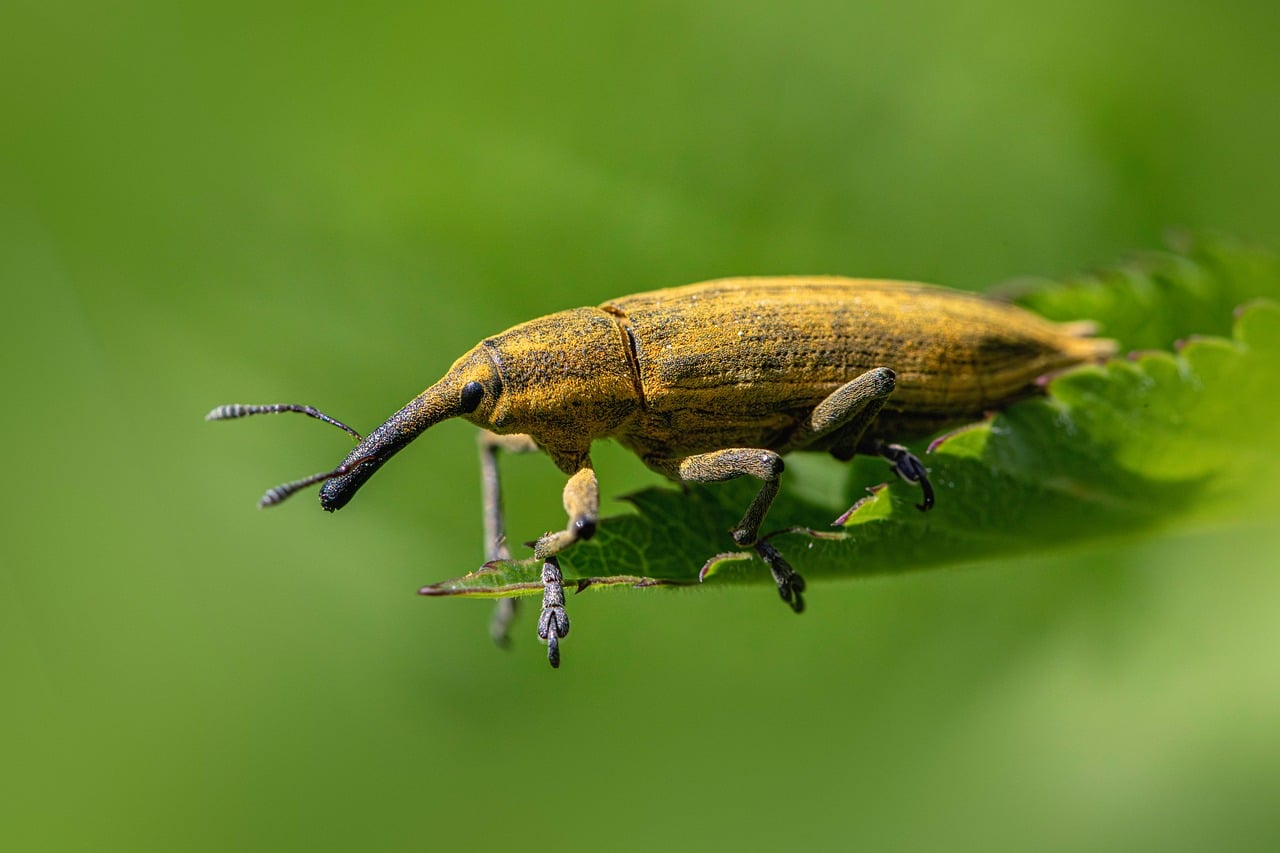 Dealing With Pests and Disease in a Vertical Garden