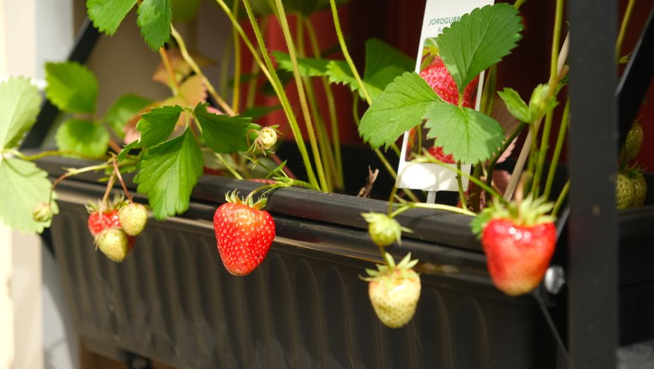 Growing Strawberries Up Instead of Out: A Vertical Berry Patch
