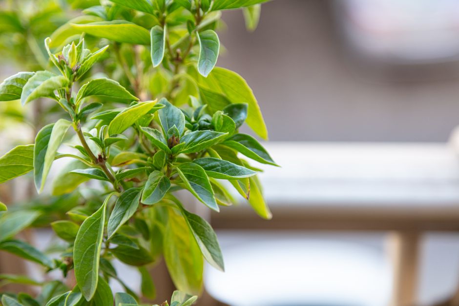 The Beginner's Guide to Building a Vertical Herb Garden on a Balcony