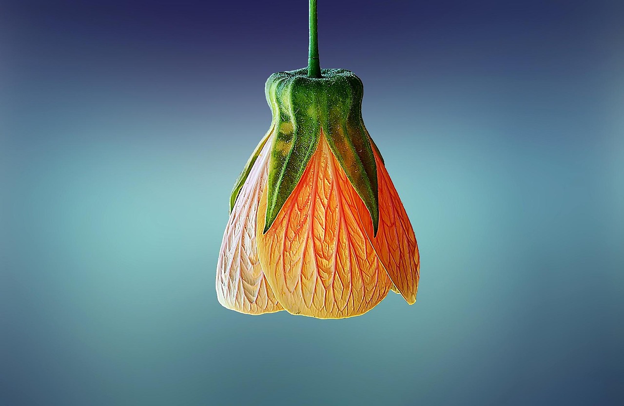 The Best Trailing Plants for a Living Curtain of Green